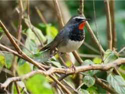 Siberian Rubythroat